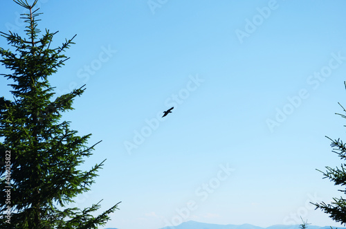 Flying crows in the blue sky above the forest.