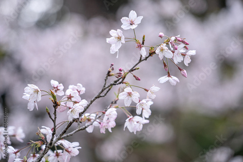 Beautiful Yoshino Sakura Cherry Blossom is blooming with sprout in Alishan National Forest Recreation Area in Taiwan.