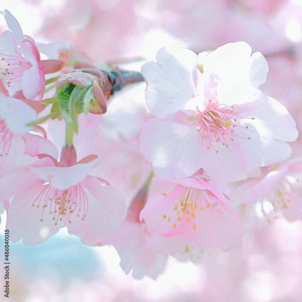 河津桜のクローズアップ 河津桜のクローズアップ