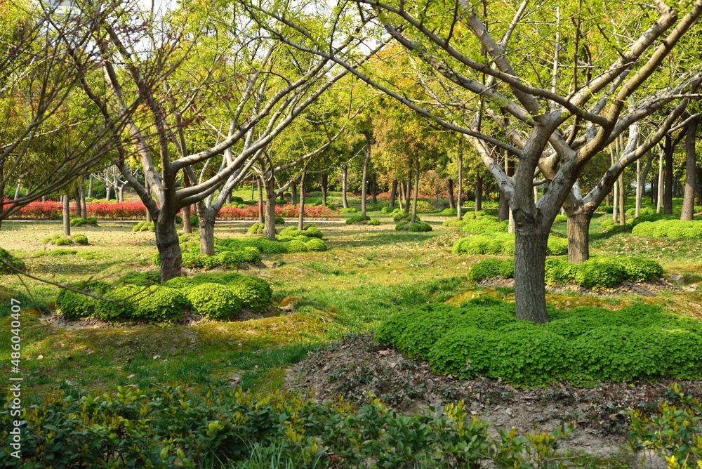 Naklejka premium tree in the park