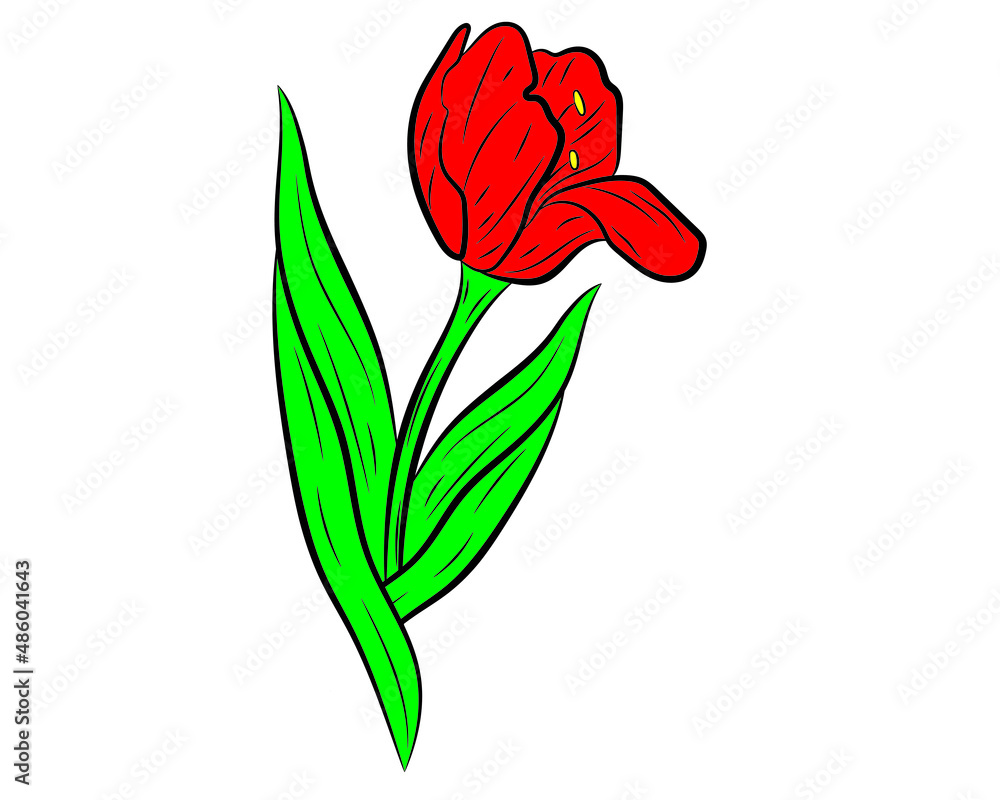 Vector illustration of a realistic tulip. Vector illustration Vector illustration of a realistic tulip. Vector illustration