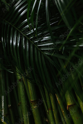 Background with tropical leaves and bamboo woods. Green texture. © Богдан Магдич