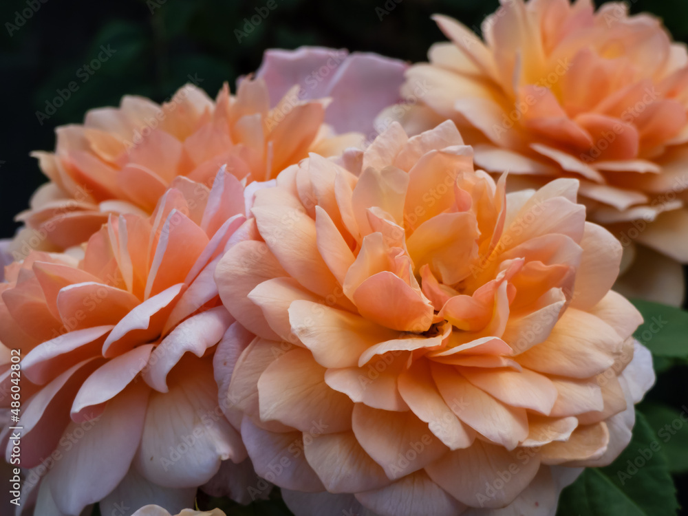English Shrub Rose 'Grace' (by David Austin, 2001). Lovely pure apricot flowers – darker in the middle, paler towards the edges with perfect rosettes with reflexed outer petals English Shrub Rose 'Grace' (by David Austin, 2001). Lovely pure apricot flowers – darker in the middle, paler towards the edges with perfect rosettes with reflexed outer petals