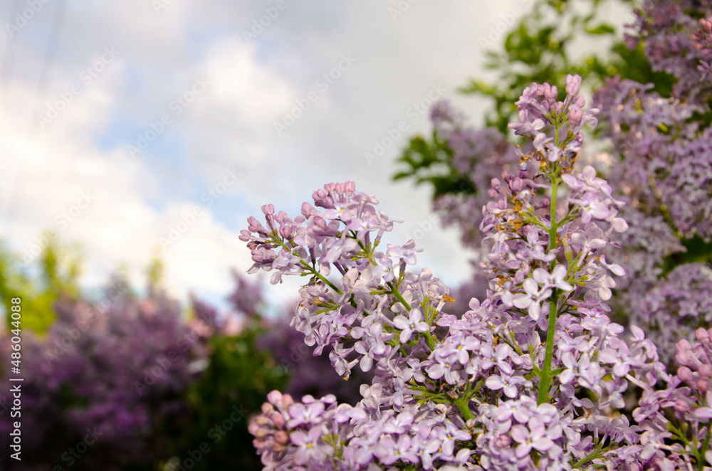Lilac blossoming branches, Selective focus Lilac blossoming branches, Selective focus