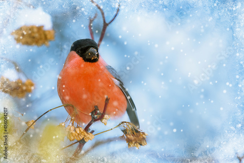 bird on a branch