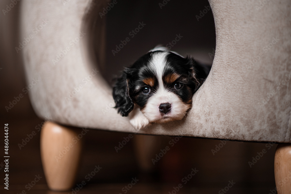 cavalier-king Charles spaniel cute puppy portrait cavalier-king Charles spaniel cute puppy portrait