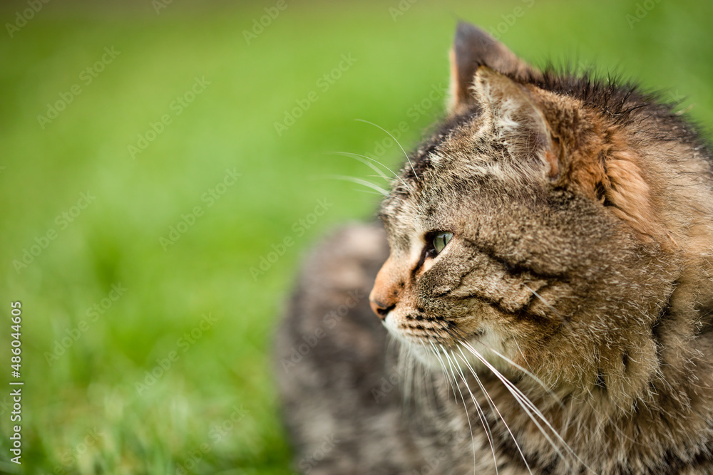 Profile of brown striped cat sitting and having rest on grass