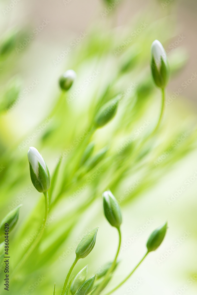 Obraz premium Buds of white chickweed flower (Stellaria palustris) in spring
