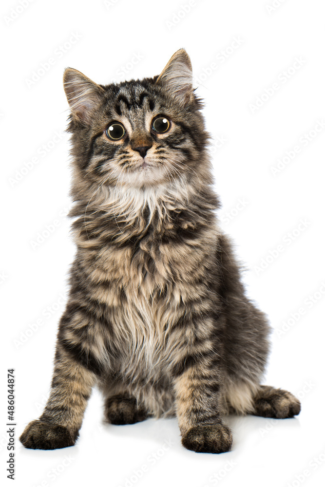 Tabby maine coon kitten isolated on white