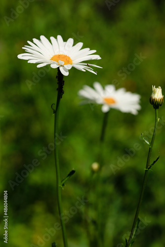 Close-up of chamomile flowers in spring
