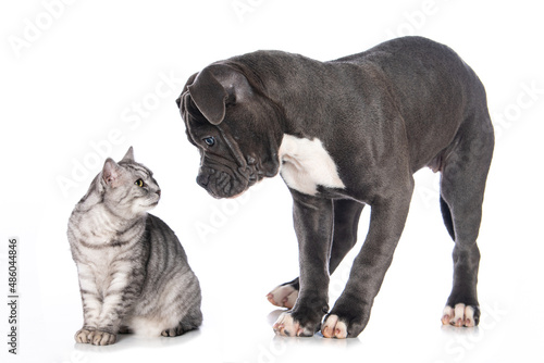 Cat and a big puppy isolated on white © DoraZett