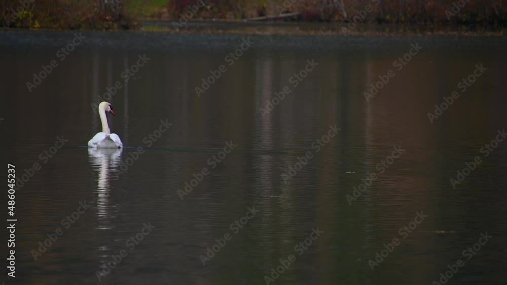 White swan floating on the lake. Mute swan (Cygnus) in pristine nature. Low angle view of wild large bird. Reflection in calm water. Telephoto perspective, static shot, real time White swan floating on the lake. Mute swan (Cygnus) in pristine nature. Low angle view of wild large bird. Reflection in calm water. Telephoto perspective, static shot, real time