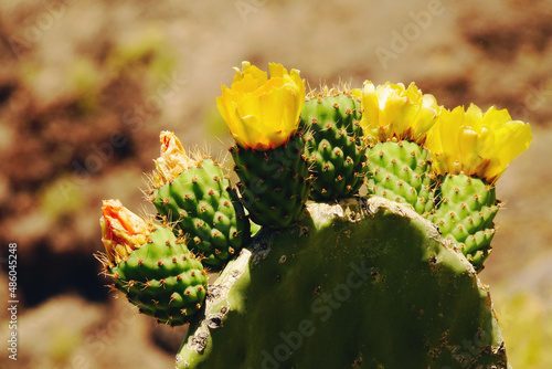 Prickly pear yellow cactus flower in a desert of Tenerife, Canary Islands, Spain photo