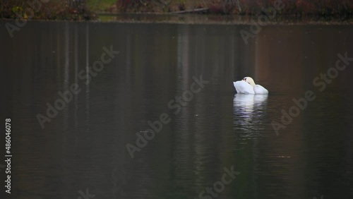 Swan cleaning itself in calm pond. Mute swan (Cygnus) in natural environment. Reflection in calm water. Preddvor lake in Slovenia. Autumn or fall season. Real time, static shot photo