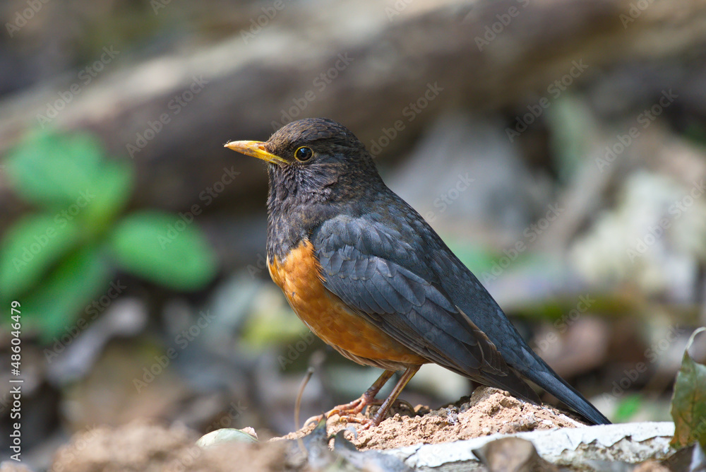 Ταπετσαρία variety of Laughingthrush birds from Thailand