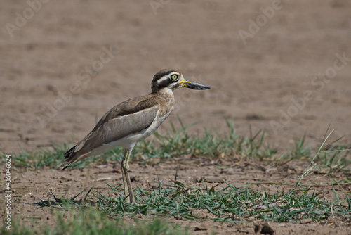 rare bird Indian thick-knee stone curlew stretching photo