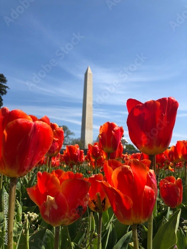 The Washington Monument from the Tulip Garden in Washington, D.C.. photo