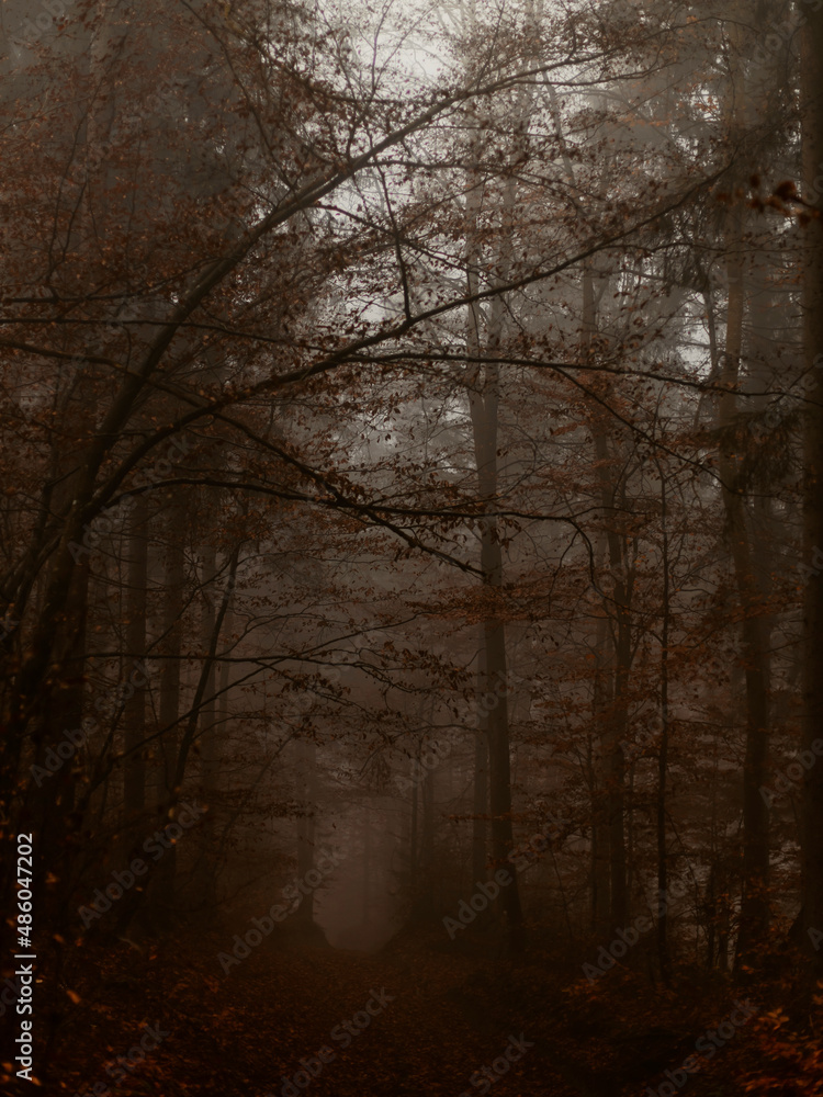 Fog in the forest. Misty Carpathian mountains Fog in the forest. Misty Carpathian mountains