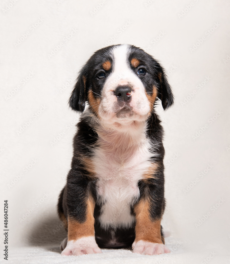 a puppy of a large Swiss mountain dog