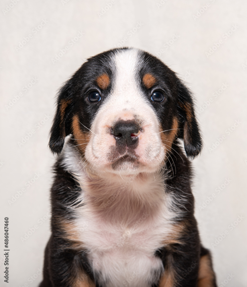 a puppy of a large Swiss mountain dog