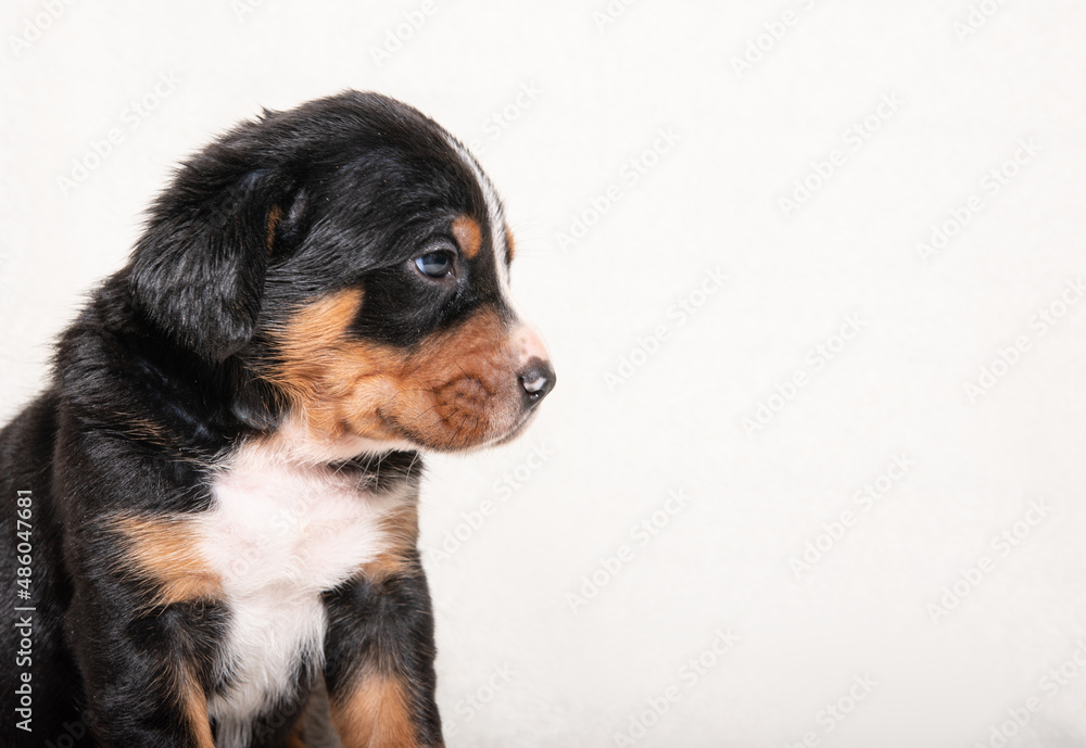 a puppy of a large Swiss mountain dog a puppy of a large Swiss mountain dog