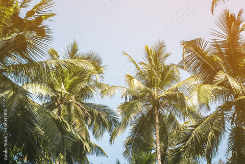 Trees and palm leaves with sunlight on sunny summer days.