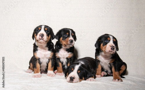 puppies of the big Swiss mountain dog