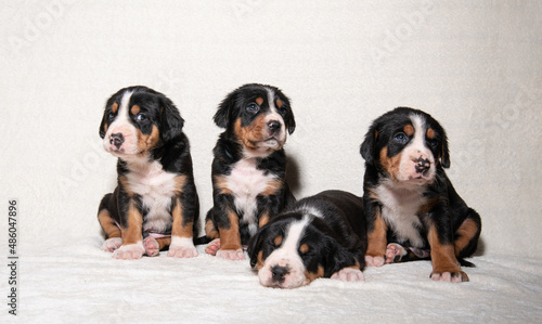 puppies of a large Swiss mountain dog on a white background © наталья лымаренко