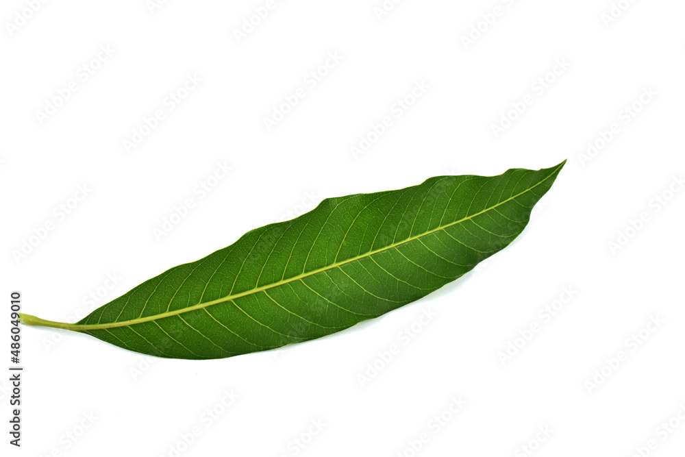 Fototapeta premium green leaf isolated on white