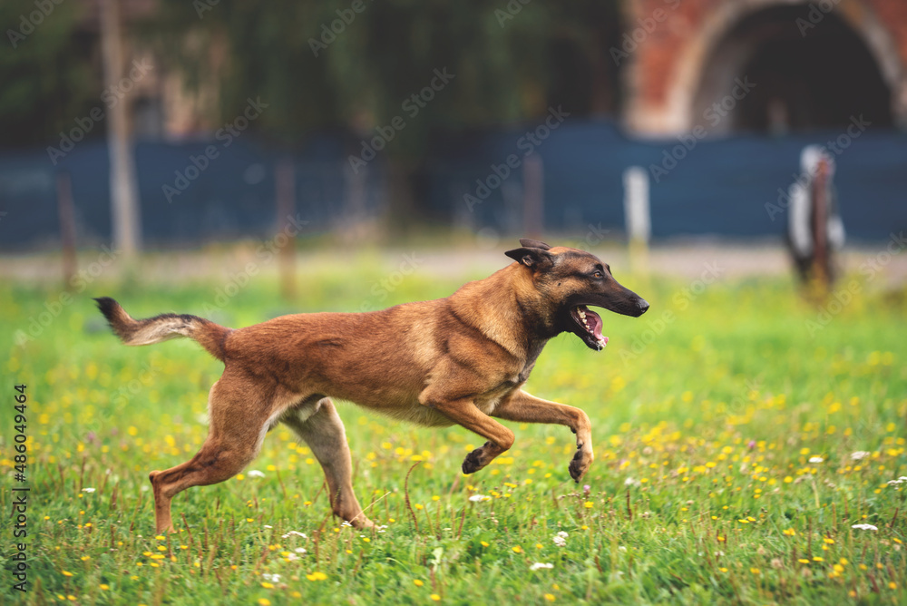 belgian shepherd malinois mondioring dog training k9 belgian shepherd malinois mondioring dog training k9