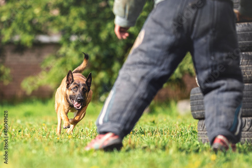 belgian shepherd malinois mondioring dog training k9 photo