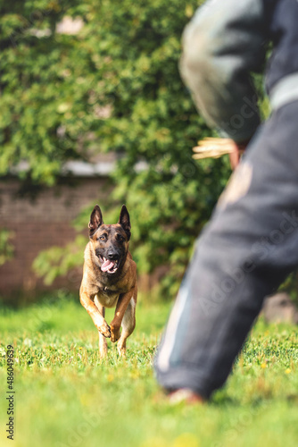 belgian shepherd malinois mondioring dog training k9