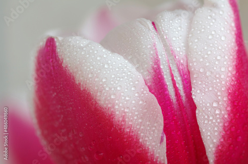 Spring tulip flower with white-pink petals and green leaves close-up. Water drops on tulip petals.