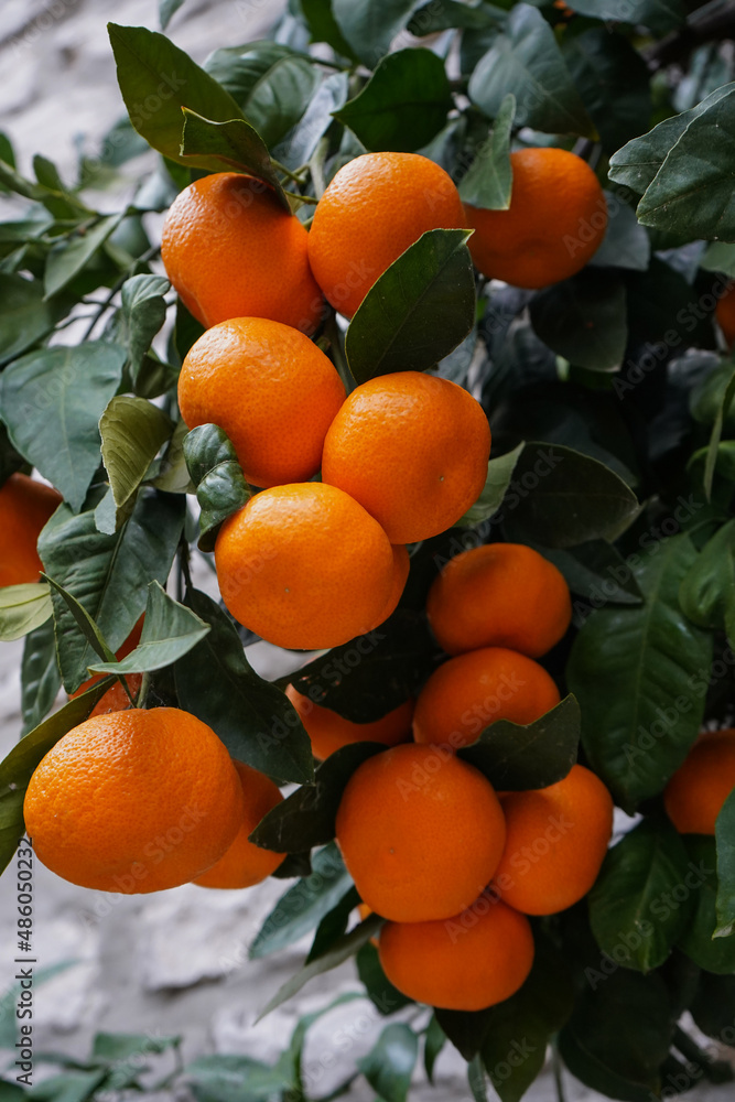 Branch of a tree with ripe tangerines close-up on a blurred background
Branch of a tree with ripe tangerines close-up on a blurred background