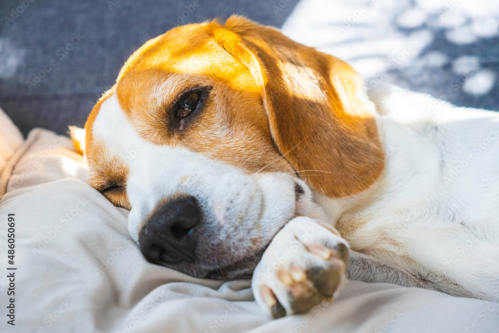 Tricolor beagle Adult dog on sofa in bright room- cute pet photography.