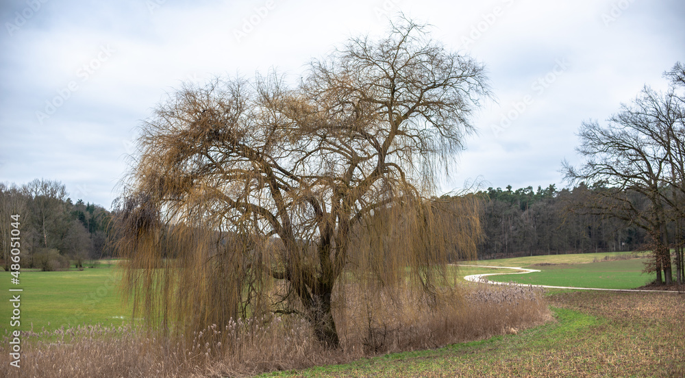 Obraz premium A weeping willow in a field under an overcast sky