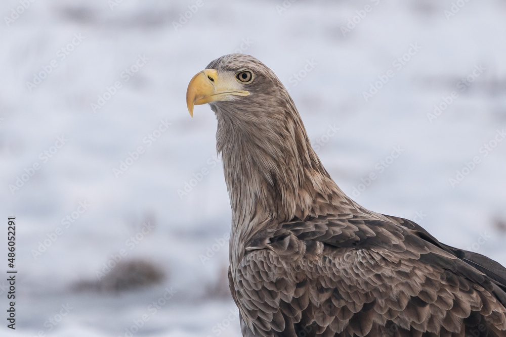 Fototapeta premium The white-tailed eagle (Haliaeetus albicilla)