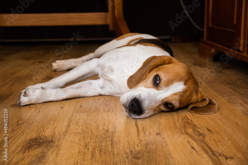 Beagle Dog Adult lying on wooden floor at home. Dog theme