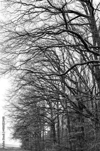 Delicate branches of trees that stand in an avenue
