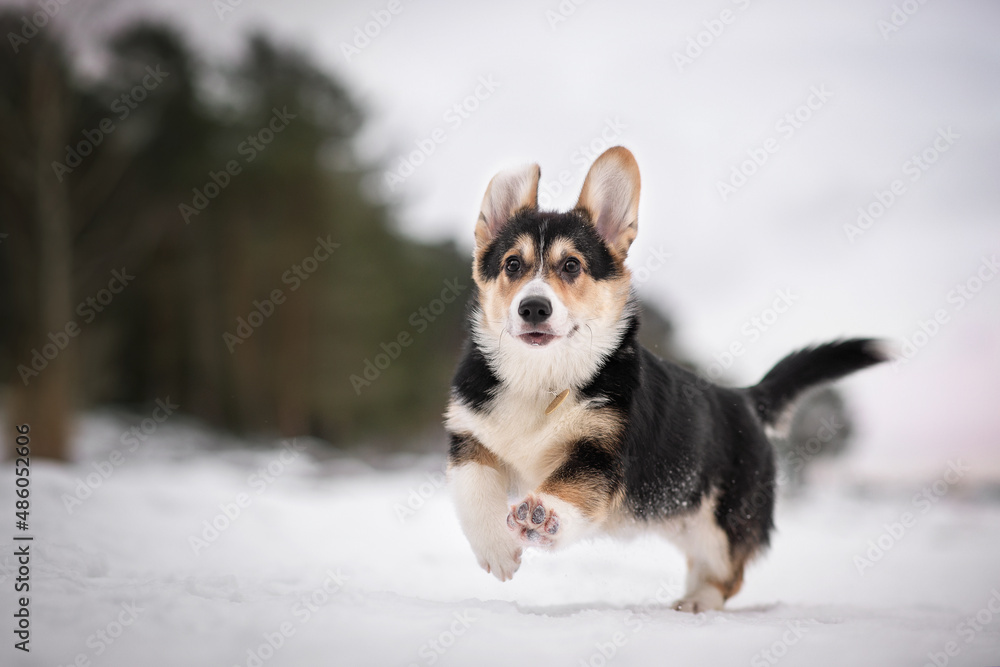 welsh corgi pembroke tricolor winter snow dog portrait