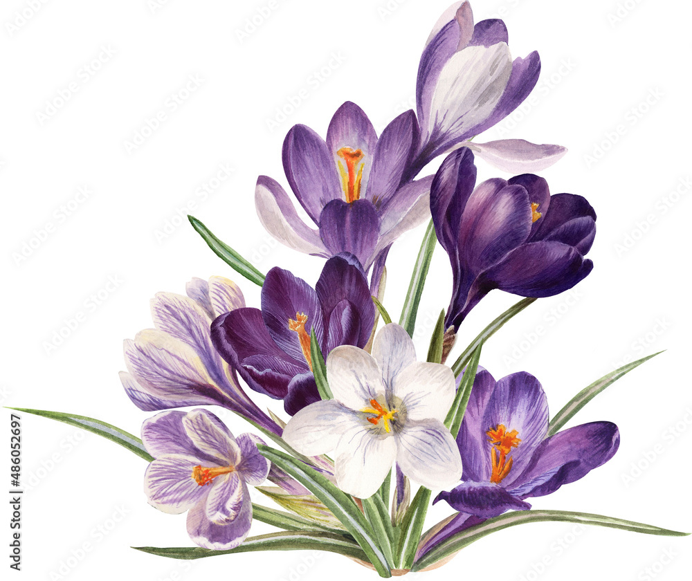 Watercolor spring flowers: violet, blue and white crocuses, botanical illustration Watercolor spring flowers: violet, blue and white crocuses, botanical illustration