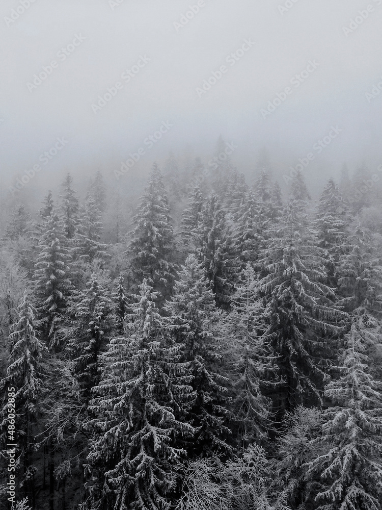 Fog in the forest. Snow covered fir trees. Frosty forest in mountains. Aerial view above Carpathian mountains. Trees in snow