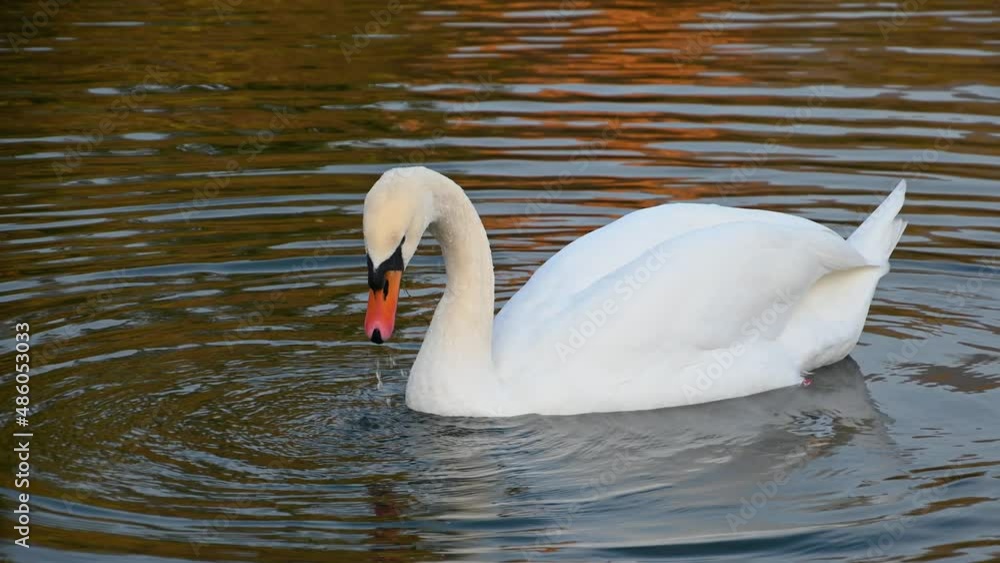 Close up view of single swan diving in lake water to hunt and eat. Mute swan (Cygnus olor) foraging for food in water, white bird feeding in the lake. Birdwatching in nature. Real time Close up view of single swan diving in lake water to hunt and eat. Mute swan (Cygnus olor) foraging for food in water, white bird feeding in the lake. Birdwatching in nature. Real time