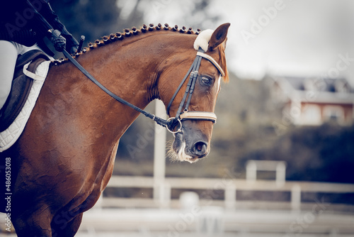 Portrait sports stallion in the bridle. Equestrian sport.