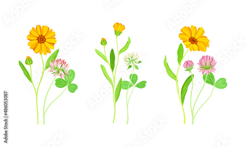 Calendula Plant with Orange Flower Head and Clover on Stem as Meadow Herb Vector Set
