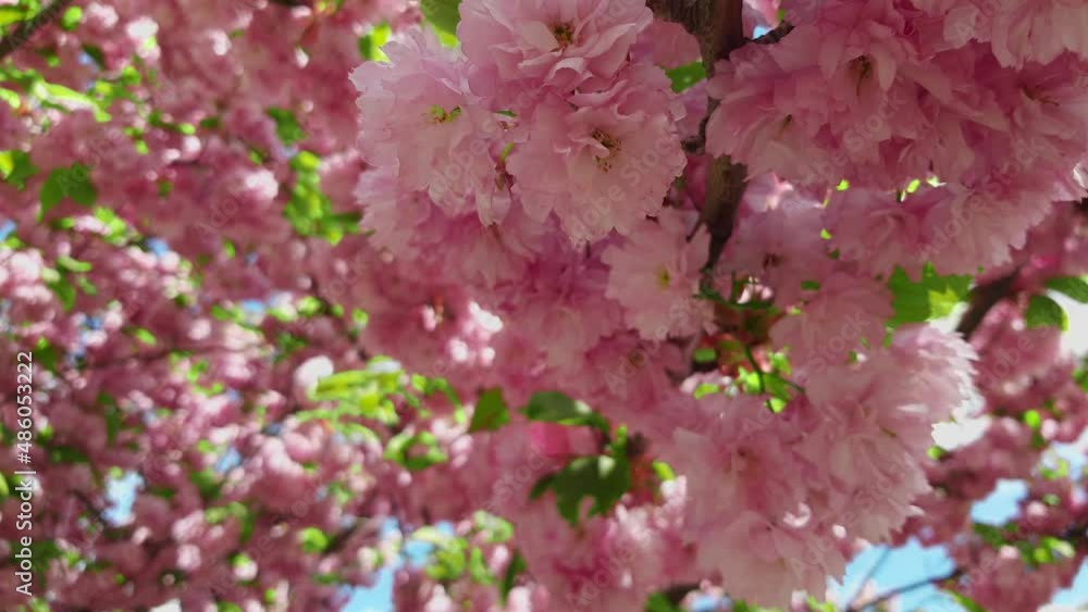 blooming tree sakura flowers close up blooming tree sakura flowers close up