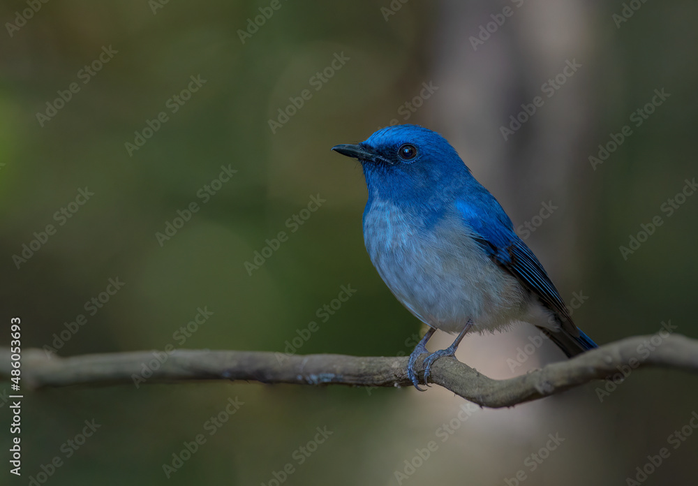 beautiful blue bird in nature (Hainan Blue Flycatcher) Cyornis hainanus