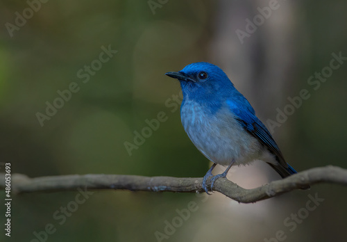 beautiful blue bird in nature (Hainan Blue Flycatcher) Cyornis hainanus © sakda