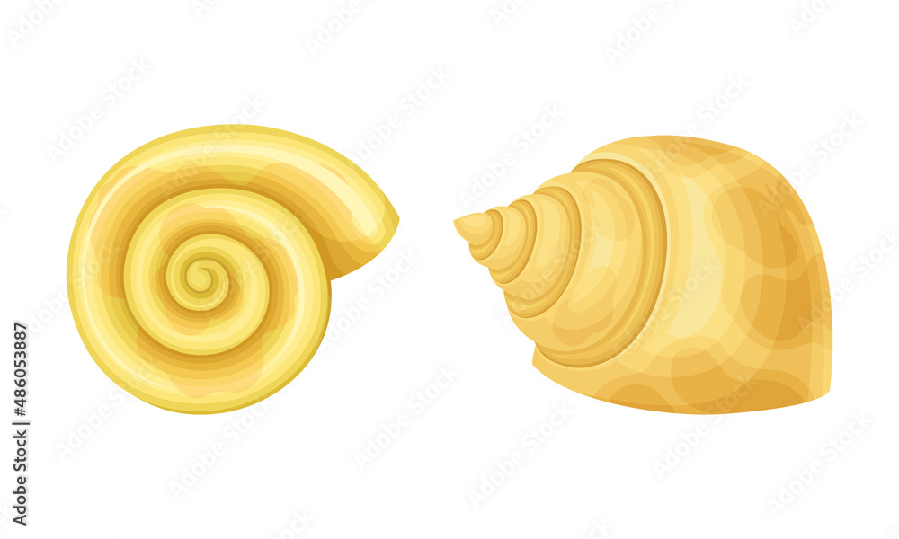 Seashell as Hard Marine Snail Shell Vector Set