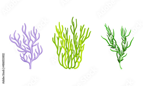 Coral as Marine Invertebrate from Ocean Bottom Vector Set